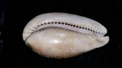 Cypraea Cowrie Brantley Pit You Name Special bcw56