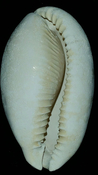 Cypraea Cowrie Brantley Pit You Name Special cwb34