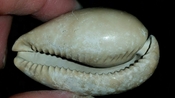 Cypraea Cowrie Brantley Pit You Name Special bcw54