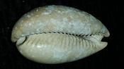 Cypraea Cowrie Brantley Pit You Name Special bcw54