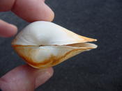  Fossil whole both halves bilvalve shell Raeta plicatella rp2 