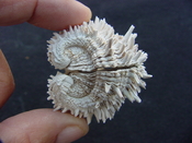  Fossil bivalve shell arcinella cornuta jewel box jb8 