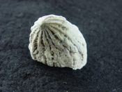  Crucibulum scutellatum fossil gastropod Pinecrest beds cr 10 
