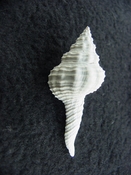  Heilprinia caloosaensis fossil shell gastropod mollusk fc 2 