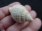  Cancellaria conradiana fossil shell gastropod mollusks ca 9 