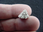  Astraea precursor fossil gastropod shell Brantley pit ap 26 