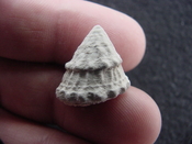  Astraea precursor fossil gastropod shell Brantley pit ap 36 