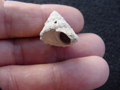  Astraea precursor fossil gastropod shell Brantley pit ap 2 