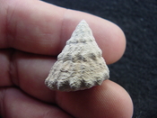  Astraea precursor fossil gastropod shell Brantley pit ap 105 