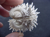  Fossil bivalve shell arcinella cornuta jewel box jb6 