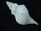  Triplofusus giganteus large fossil horse conch gastropod tg 5 