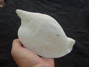  Macrostrombus leidyi fossil strombus extinct shell sl 4 
