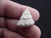  Astraea precursor fossil gastropod shell Brantley pit ap 44 