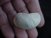  Crepidula roseae fossil shell gastropod mollusks c4 