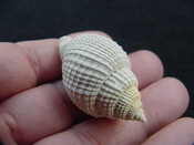  Cancellaria conradiana fossil shell gastropod mollusks ca 2 