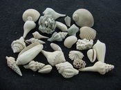  Fossil shell collections small sea shells 25 pieces sp 70 