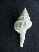  Heilprinia caloosaensis fossil shell gastropod mollusk fc 3 