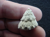  Astraea precursor fossil gastropod shell Brantley pit ap 42 