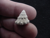  Astraea precursor fossil gastropod shell Brantley pit ap 115 