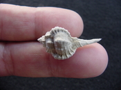  Fossil murex muricidae shell Vokesimurex pahayokee pa2 