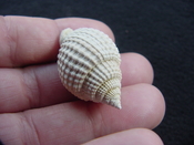  Cancellaria conradiana fossil shell gastropod mollusks ca 5 