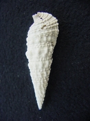  Cerithioclava caloosaense fossil shell gastropod cc 6 