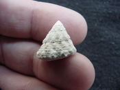  Astraea precursor fossil gastropod shell Brantley pit ap 52 