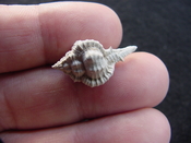  Fossil murex muricidae shell Vokesimurex pahayokee pa12 