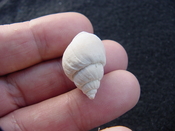  Globinassa schizopyga fossil shell Brantley pit gs 1 