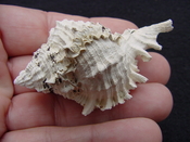  Fossil Muricidae Murex Shell Phyllonotus labelleensis pl6 