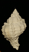  Fossil / Fossilized Muricidae-Murex You Name Special mur64 