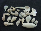  Fossil shell collections small sea shells 25 pieces sp 68 