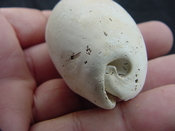  Siphocypraea haleyorum extinct fossil cypraea cowrie shell hr 19 