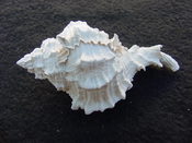  Fossil Muricidae Murex Shell Phyllonotus labelleensis pl1 