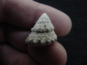  Astraea precursor fossil gastropod shell Brantley pit ap 30 