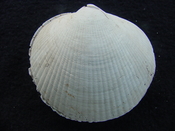  Glycymeris americana fossil bivalve shell ga4 