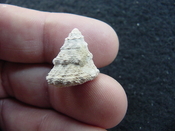  Astraea precursor fossil gastropod shell Brantley pit ap 53 