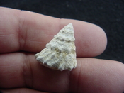  Astraea precursor fossil gastropod shell Brantley pit ap 24 