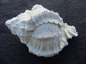  Fossil Murex Shell Phyllonotus evergladesensis pe4 