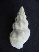  Cymatophos lindae fossil shell gastropod mollusks cl 1 