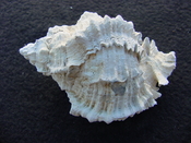  Fossil Murex Shell Phyllonotus evergladesensis pe2 