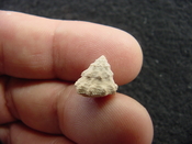  Astraea precursor fossil gastropod shell Brantley pit ap 113 