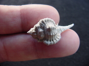  Fossil murex muricidae shell Vokesimurex pahayokee pa16 