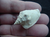  Fossil Strombus aldrichi miocene small rare strombus sa40 
