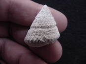  Astraea precursor fossil gastropod shell Brantley pit ap 108 