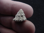  Astraea precursor fossil gastropod shell Brantley pit ap 118 