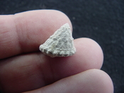  Astraea precursor fossil gastropod shell Brantley pit ap 18 