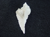  Fossil Subpterynotus cf. textilis murex muricidae st 51 