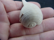  Ficus caloosahatchiensis fragile fossil shell gastropod ff 21 