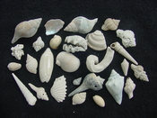  Fossil shell collections small sea shells 25 pieces sp 49 